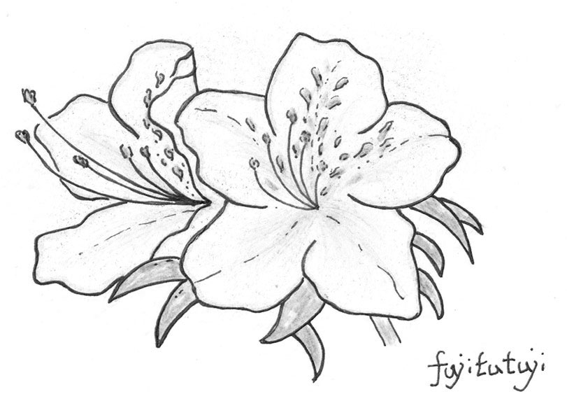 2輪のつつじの花のイラスト
