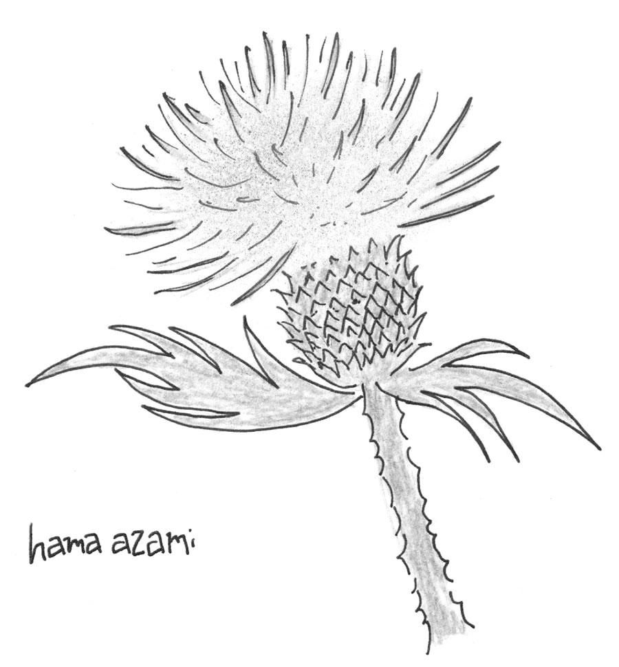 アザミの花のイラスト