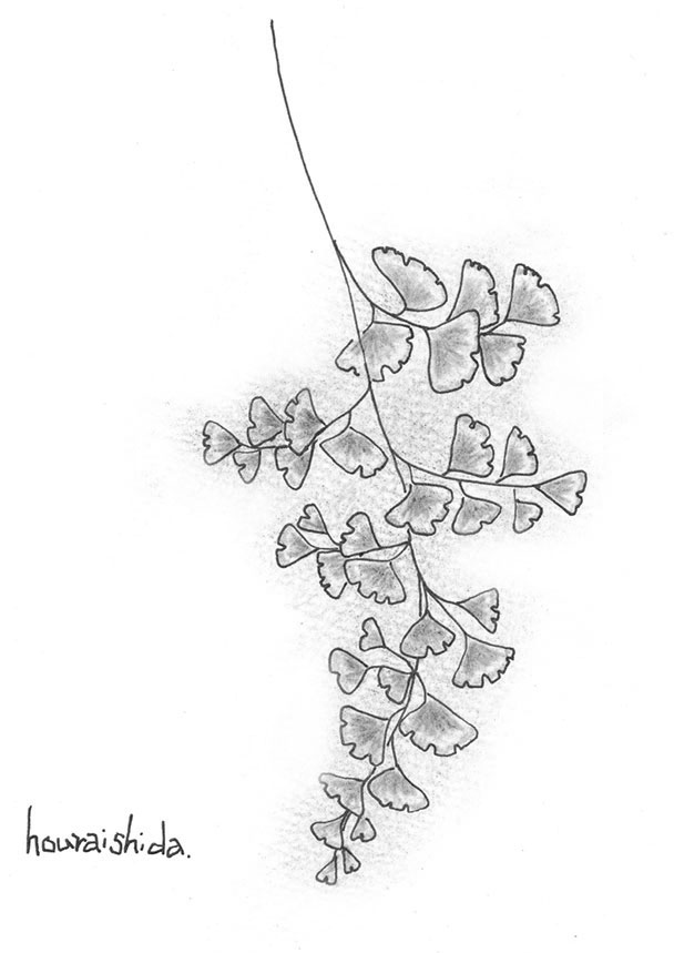 シダの葉のイラスト