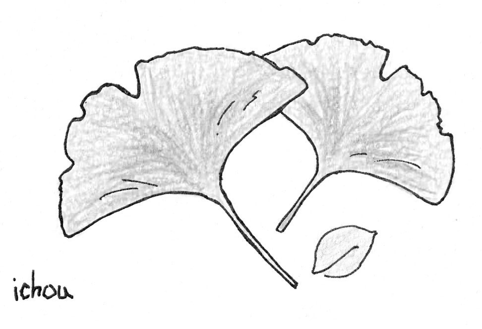 イチョウの葉と実のイラスト