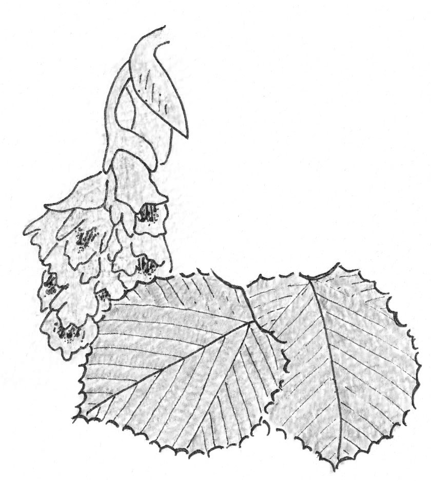 トサミズキの葉と花のイラスト