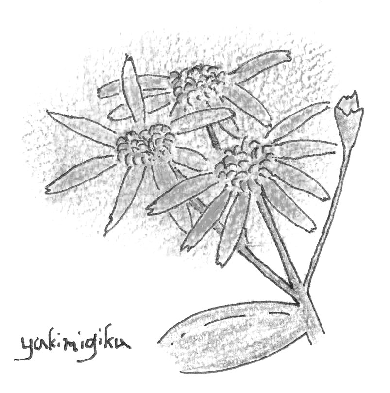 雪見菊のイラスト